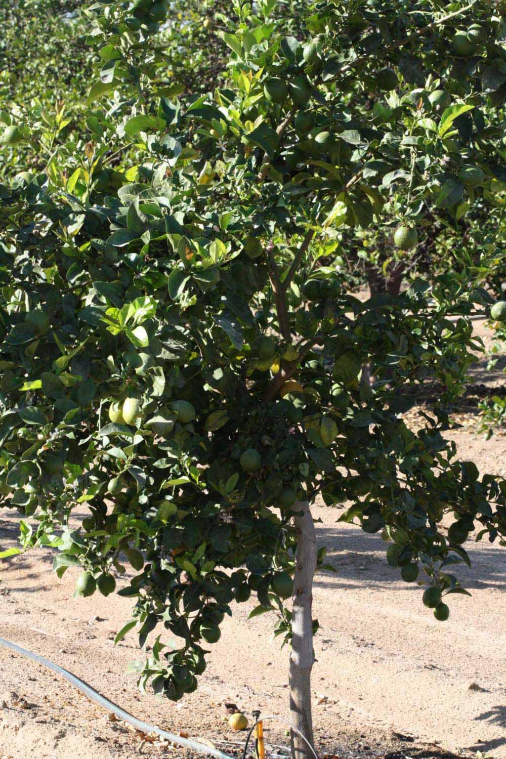            Habit (Riverside, CA)   